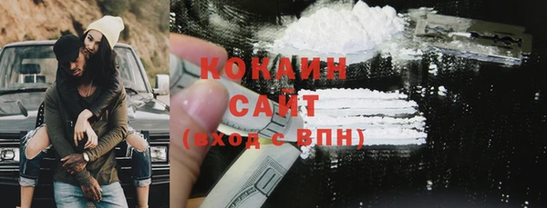 прущие грибы Новозыбков