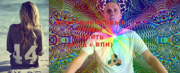 прущие грибы Новозыбков